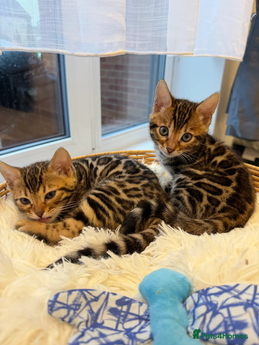 Bengal cats for sale: Bengal kittens 🥰🥰🥰🇬🇧🇬🇧🇬🇧 - Advert 2