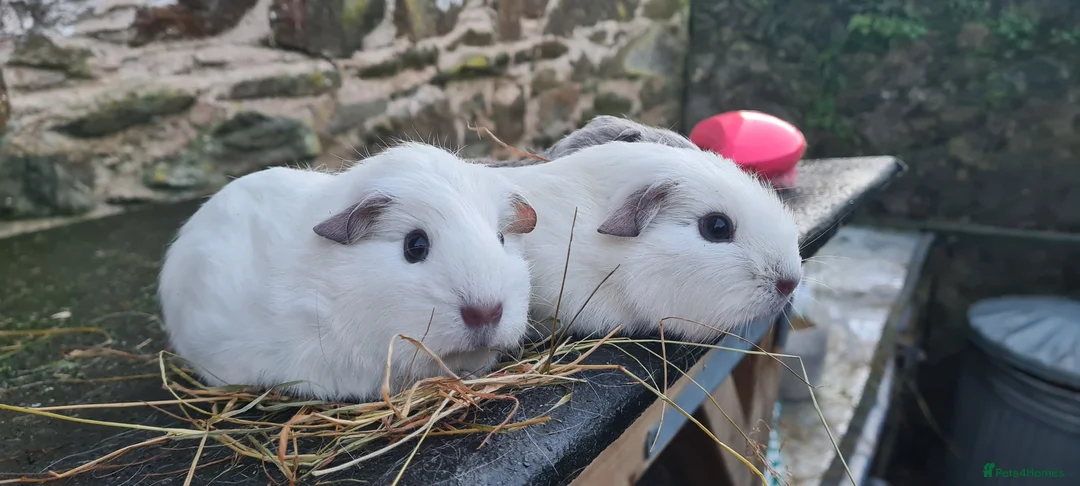 Guinea Pig rodents for sale: 3 smooth haired brothers.  - Advert 6
