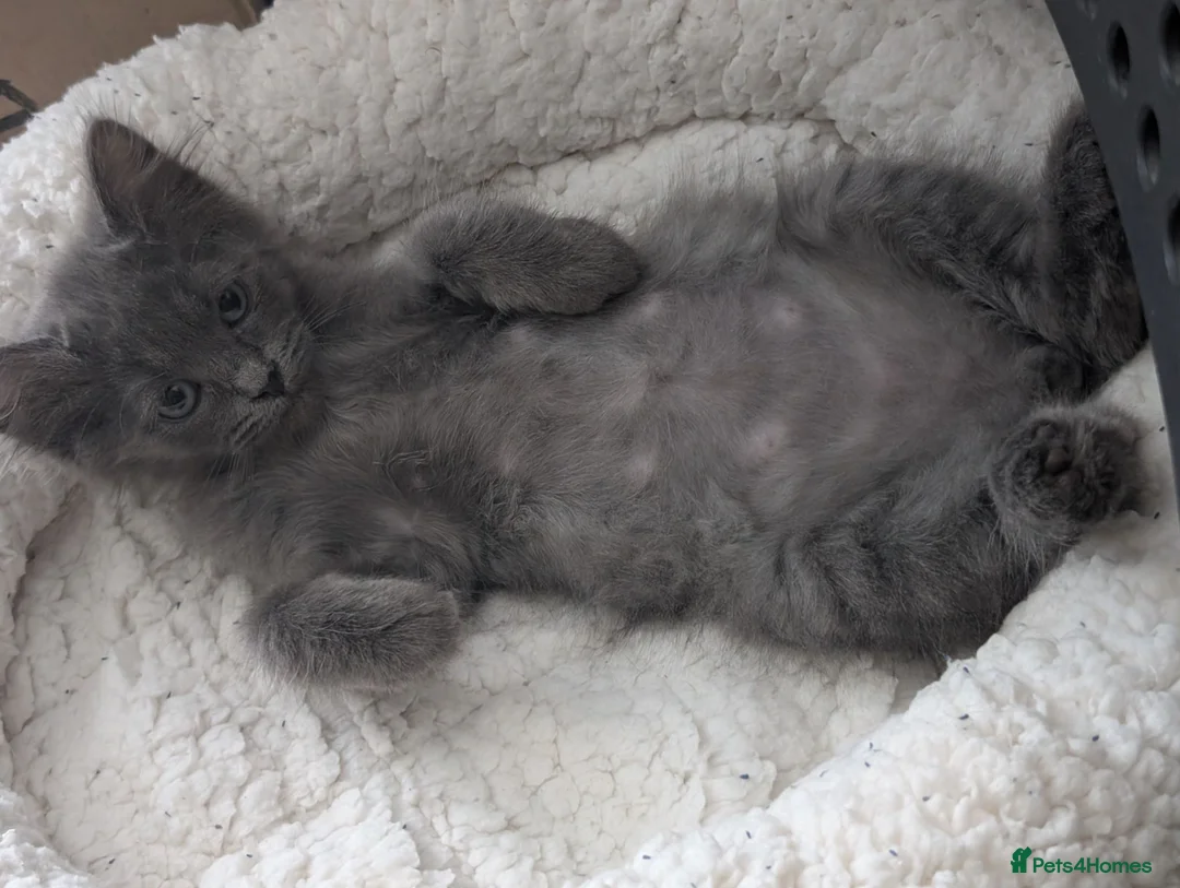Siberian cats for sale: Siberian boy - Advert 8