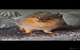 Pomeranian dogs for sale: 🧸💥 TOPQUALITY XXS UNIQUE POMERANIAN PUPPIES 🧸💥 - Image 20
