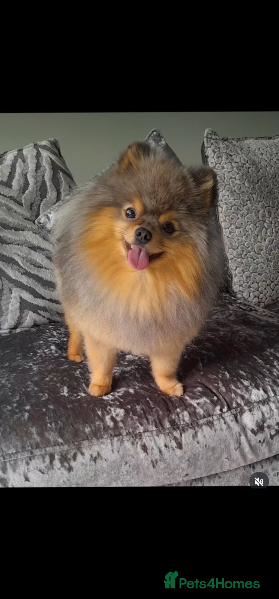Pomeranian dogs for sale: 🧸💥 TOPQUALITY XXS UNIQUE POMERANIAN PUPPIES 🧸💥 - Image 20