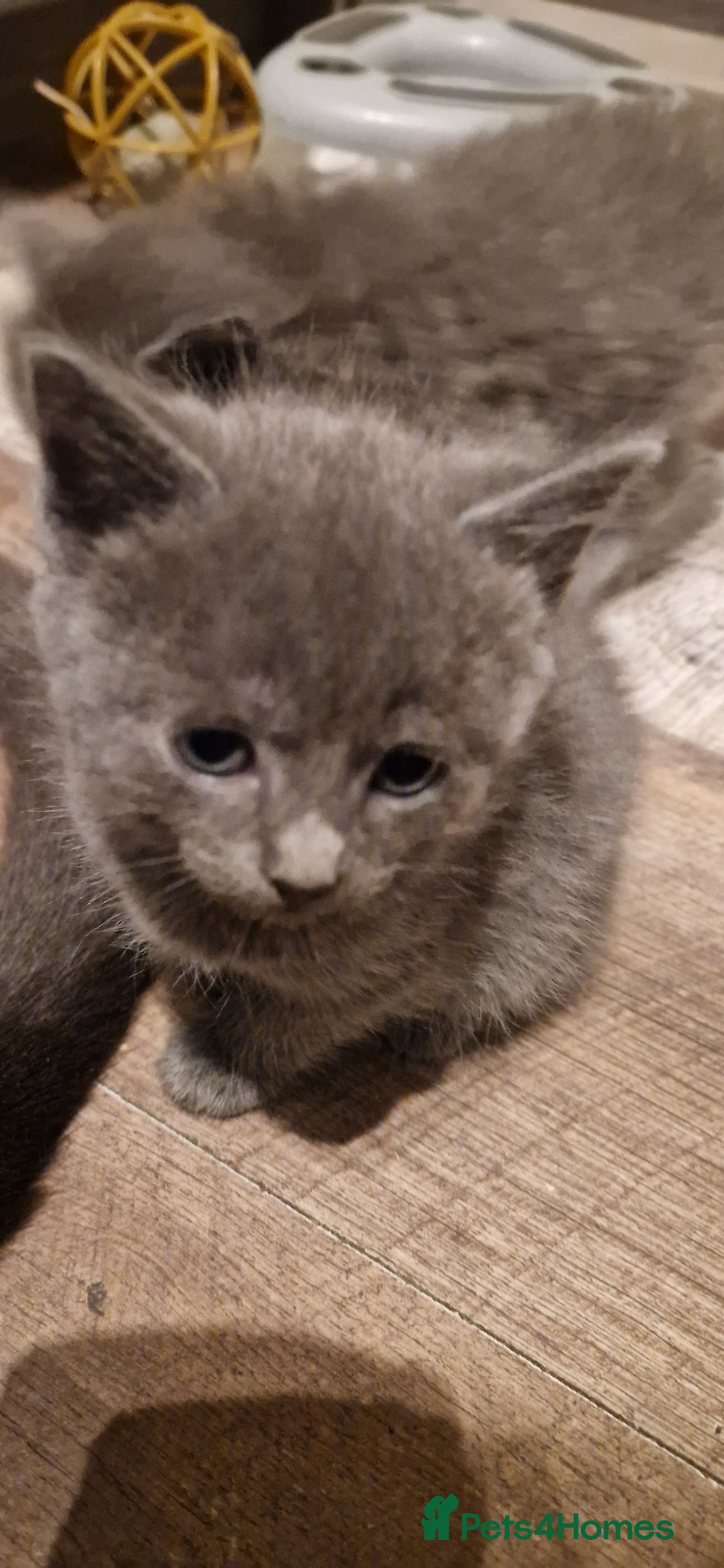 Mixed Breed cats for sale: Ragdoll cross - Advert 4