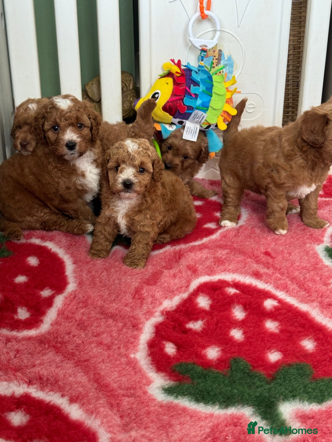 Cockapoo dogs for sale: Health tested Toy cockapoos. One girl left - Image 2