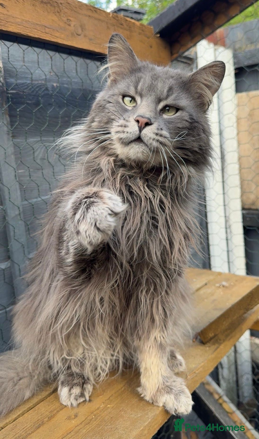 Maine Coon cats for sale: Plush PusZ XXL TICA registered Maine Coon Kittens - Advert 18