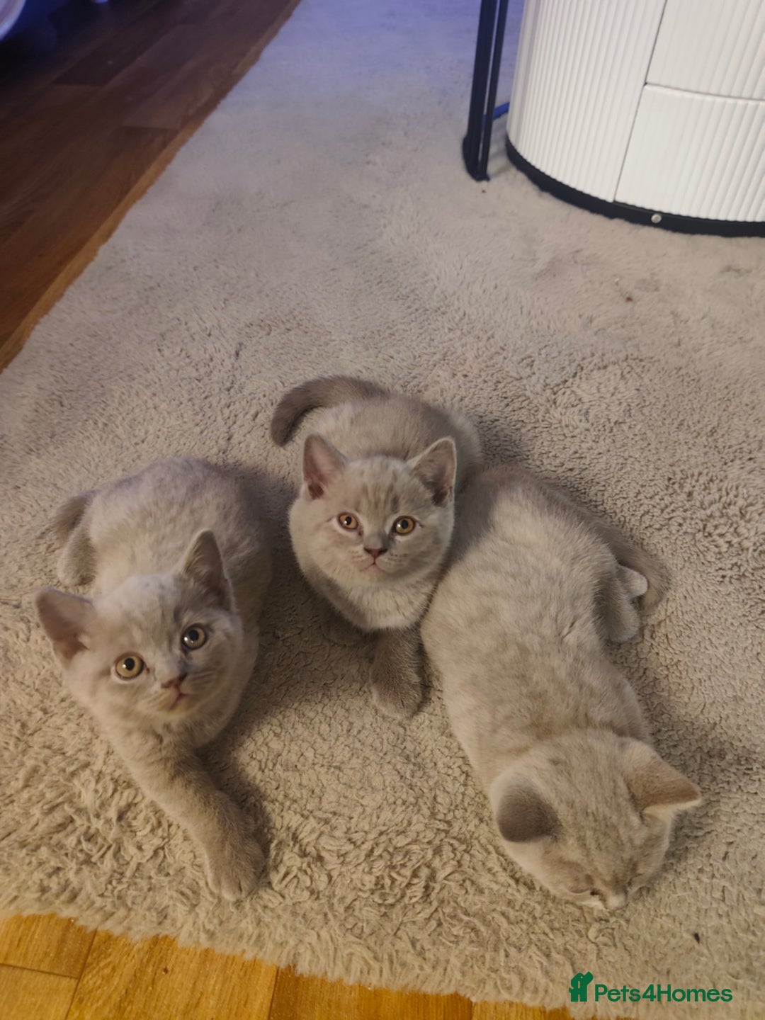 British Shorthair cats for sale: 🐾 4 Scottish Folds are looking loving homes ♥️💫 - Advert 9