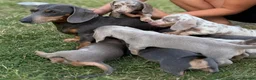 Miniature Dachshund dogs for sale: Miniature dachshund puppies  - Advert 3
