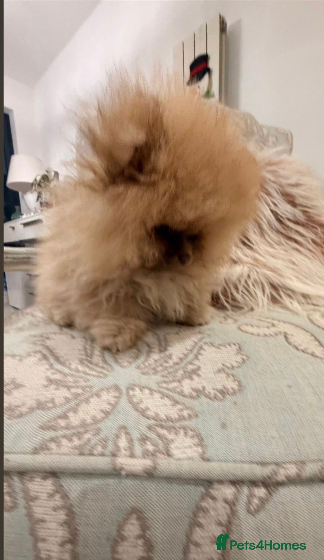 Pomeranian dogs for stud: 1.6kgPuppysize teddybear lilac and tan Pomeranian  - Advert 10