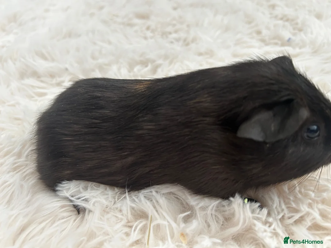 Guinea Pig rodents for sale: Beautiful guinea pig baby  - Advert 2