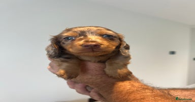 Miniature Dachshund dogs - Advert 9