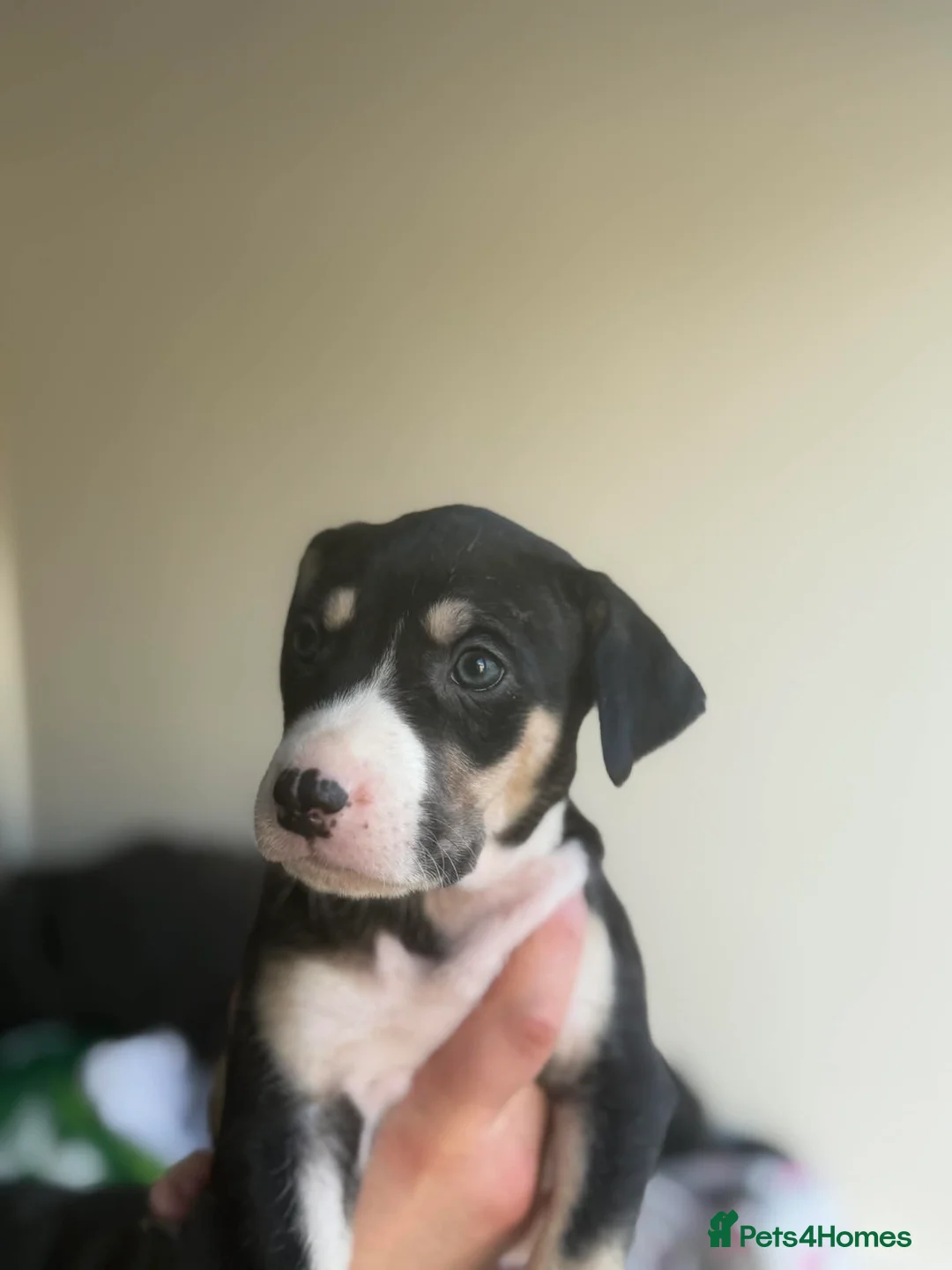 Mixed Breed dogs for sale: Puppy  - Advert 6