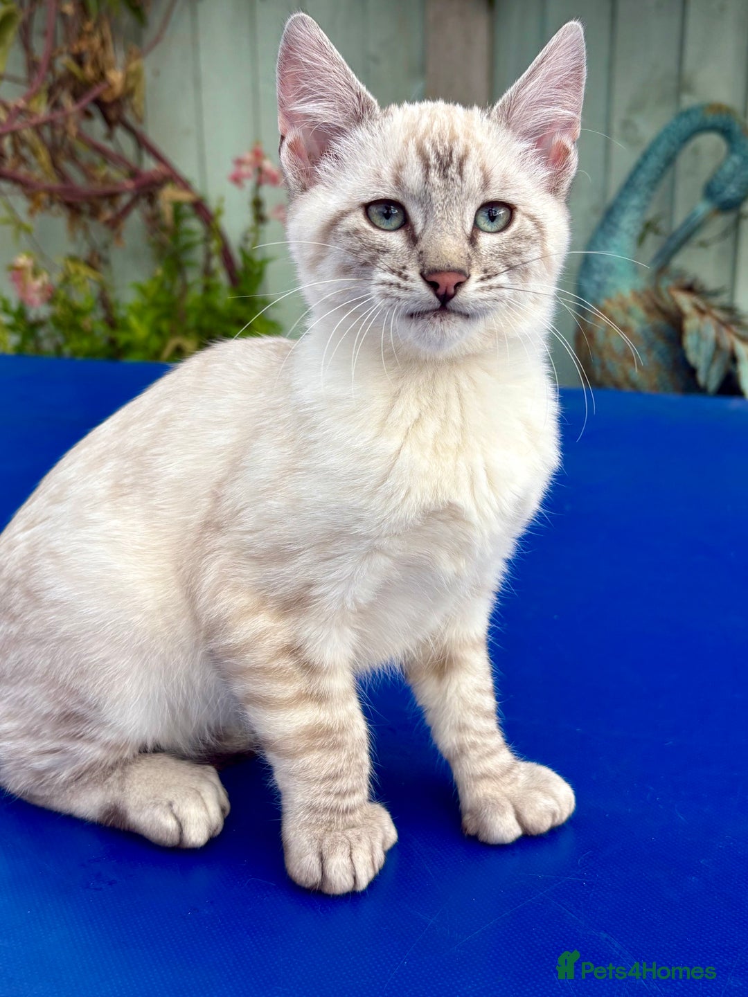 Bengal cats for sale: Gob smacking rare kittens  - Image 28