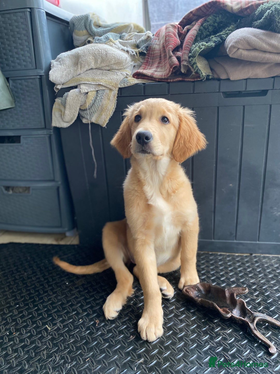 Golden Retriever dogs for sale: Beautiful golden retriever puppy Girl - Image 5