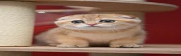 Scottish Fold cats for sale: Scottish fold PEDIGREE ready to leave - Advert 15