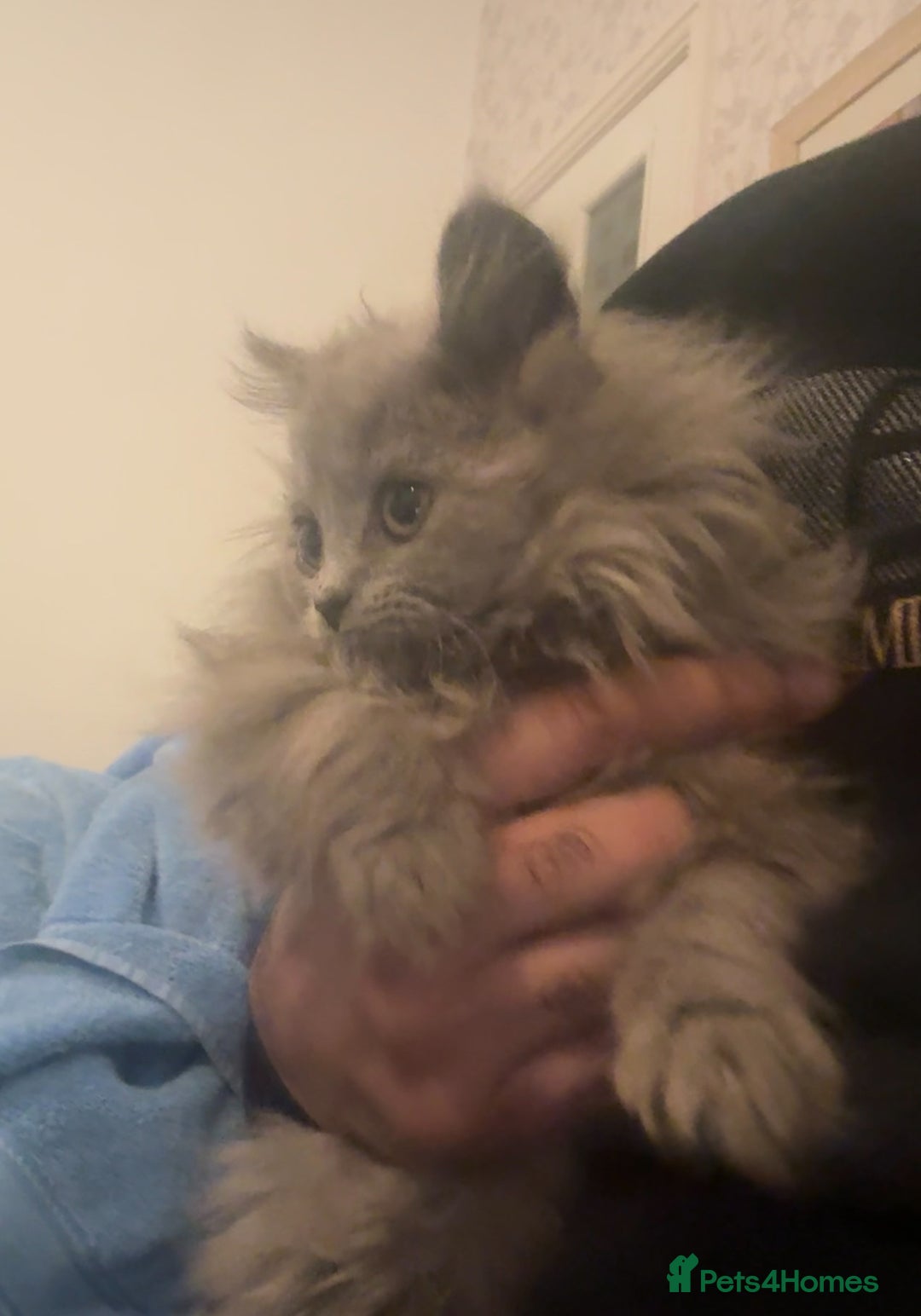 British Longhair cats for sale: Adorable British Longhair Kittens Ready Now! - Advert 32