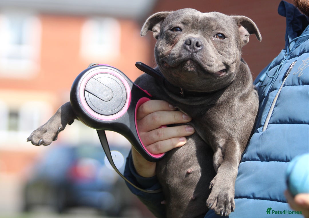 Staffordshire Bull Terrier dogs for sale: 4 Chunky blue pups - Image 14
