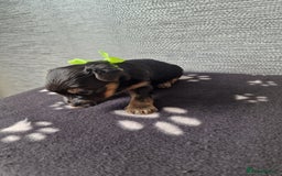 Yorkshire Terrier dogs for sale: Yorkshire terrier puppy's  - Image 3
