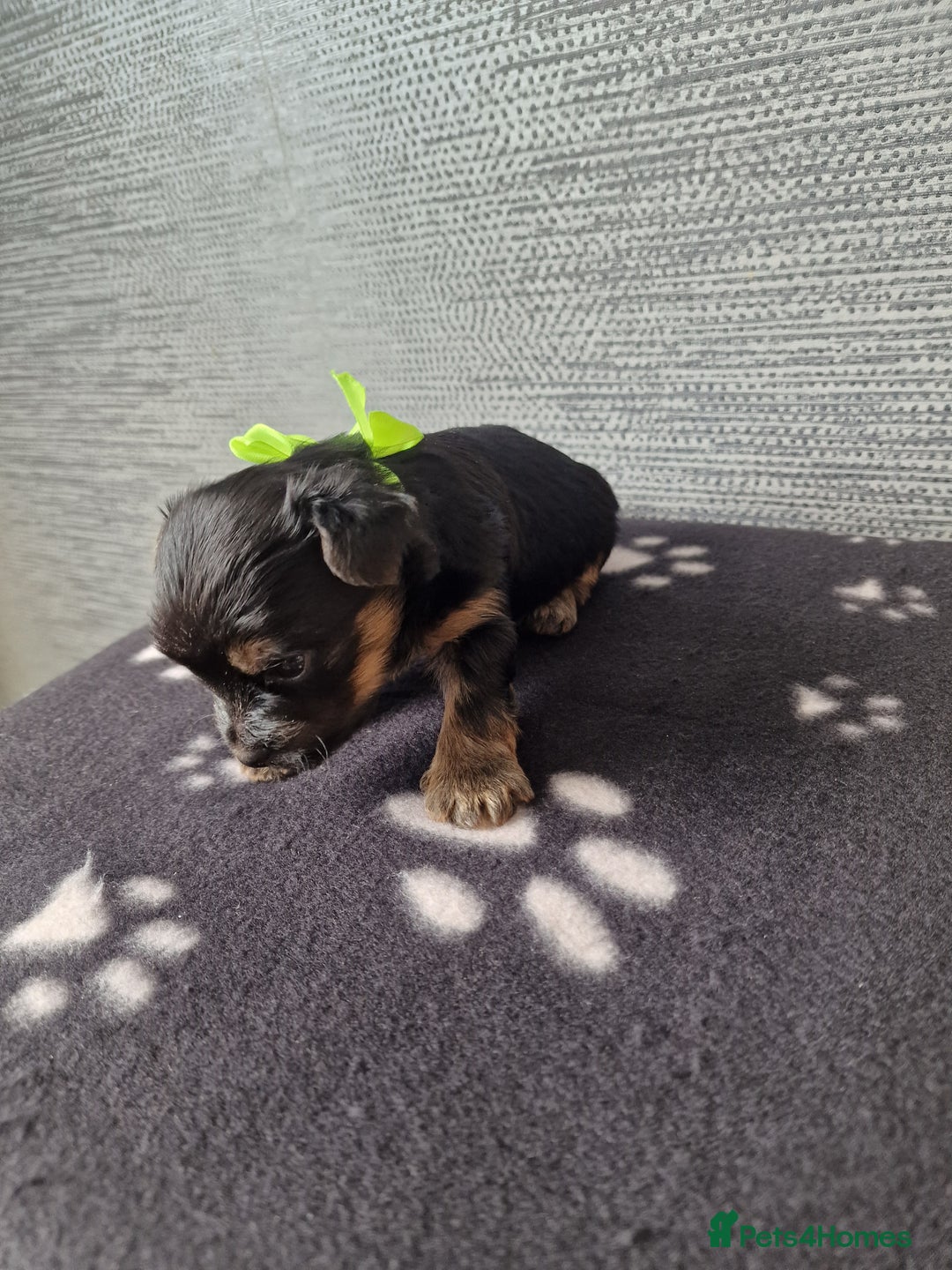 Yorkshire Terrier dogs for sale: Yorkshire terrier puppy's  - Image 3
