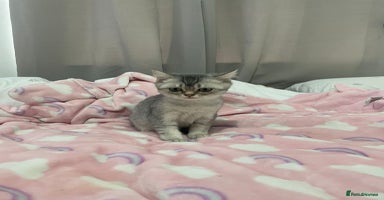 British Shorthair cats - Advert 8
