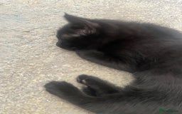 Mixed Breed cats for sale: 5 KITTENS FOR SALE🥰😍 - Image 2