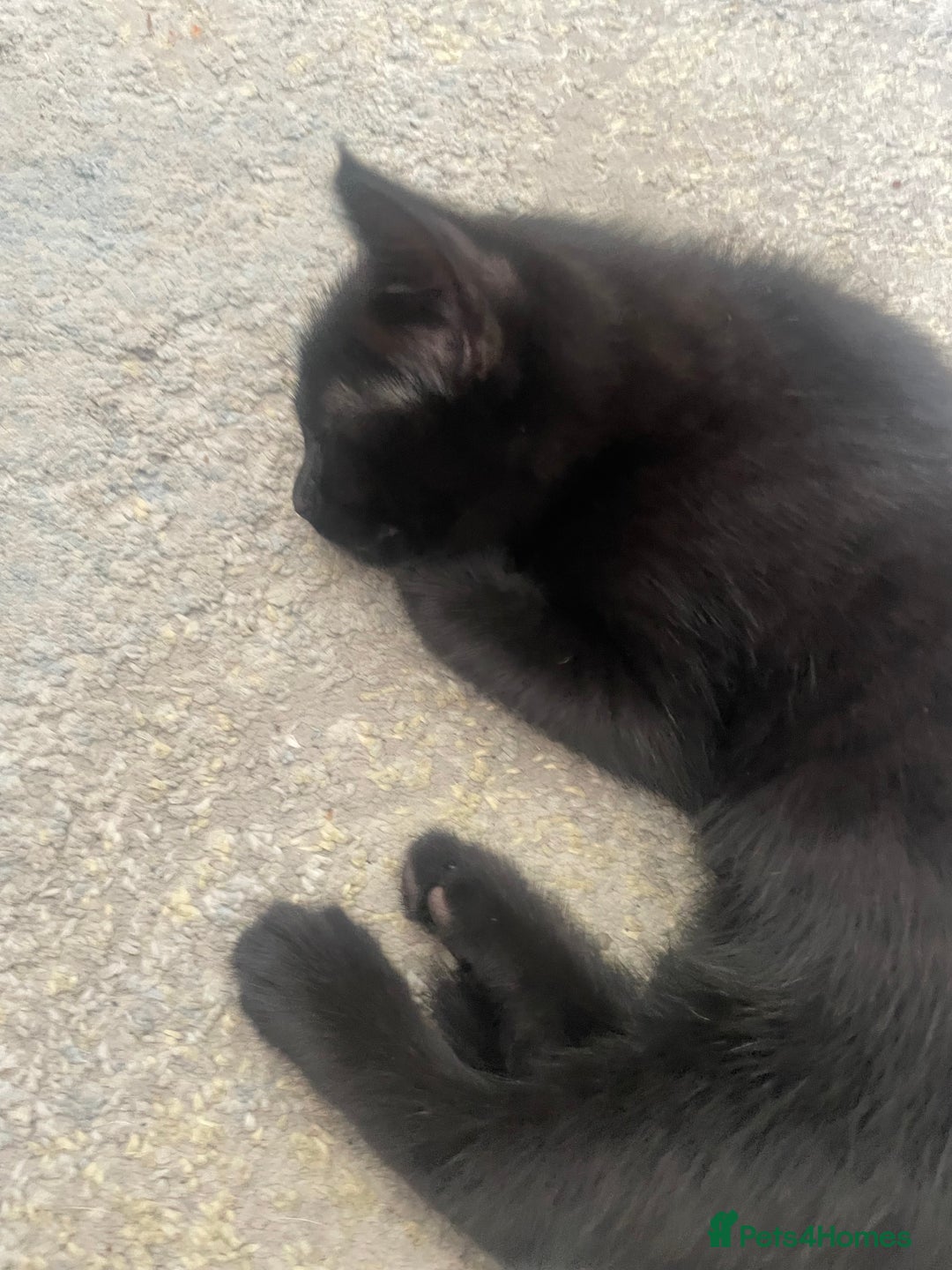 Mixed Breed cats for sale: 5 KITTENS FOR SALE🥰😍 - Image 2