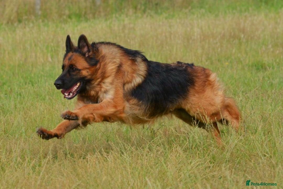 German Shepherd dogs for sale: Retired home needed for a GSD health tested female - Image 5