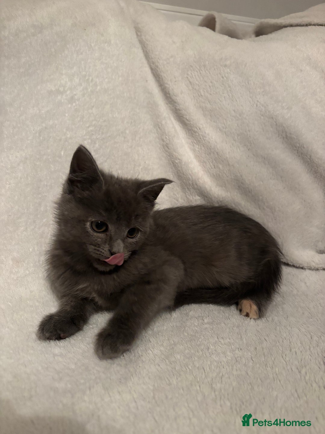 Mixed Breed cats for sale: Mainecoon cross kittens - Advert 3