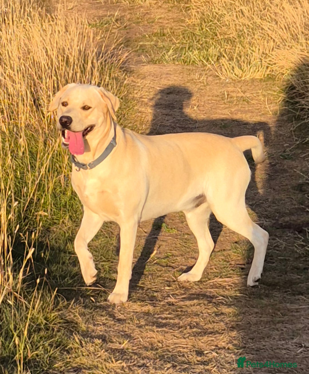 Labrador Retriever dogs for sale: Kc registered fox red puppies champion bloodlines  - Advert 8