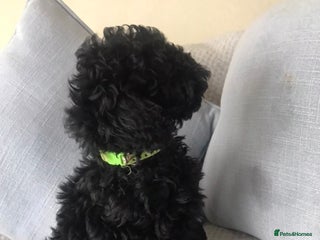 Poodle dogs Poodle - Advert 2