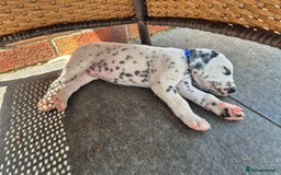 Dalmatian dogs for sale: 💙last LUA boy 💙 KC reg - Image 9