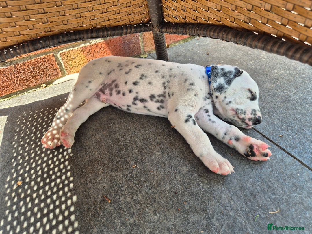 Dalmatian dogs for sale: 💙last LUA boy 💙 KC reg - Image 9