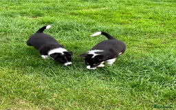 Border Collie dogs for sale: Beautiful Border collie pups - Image 11