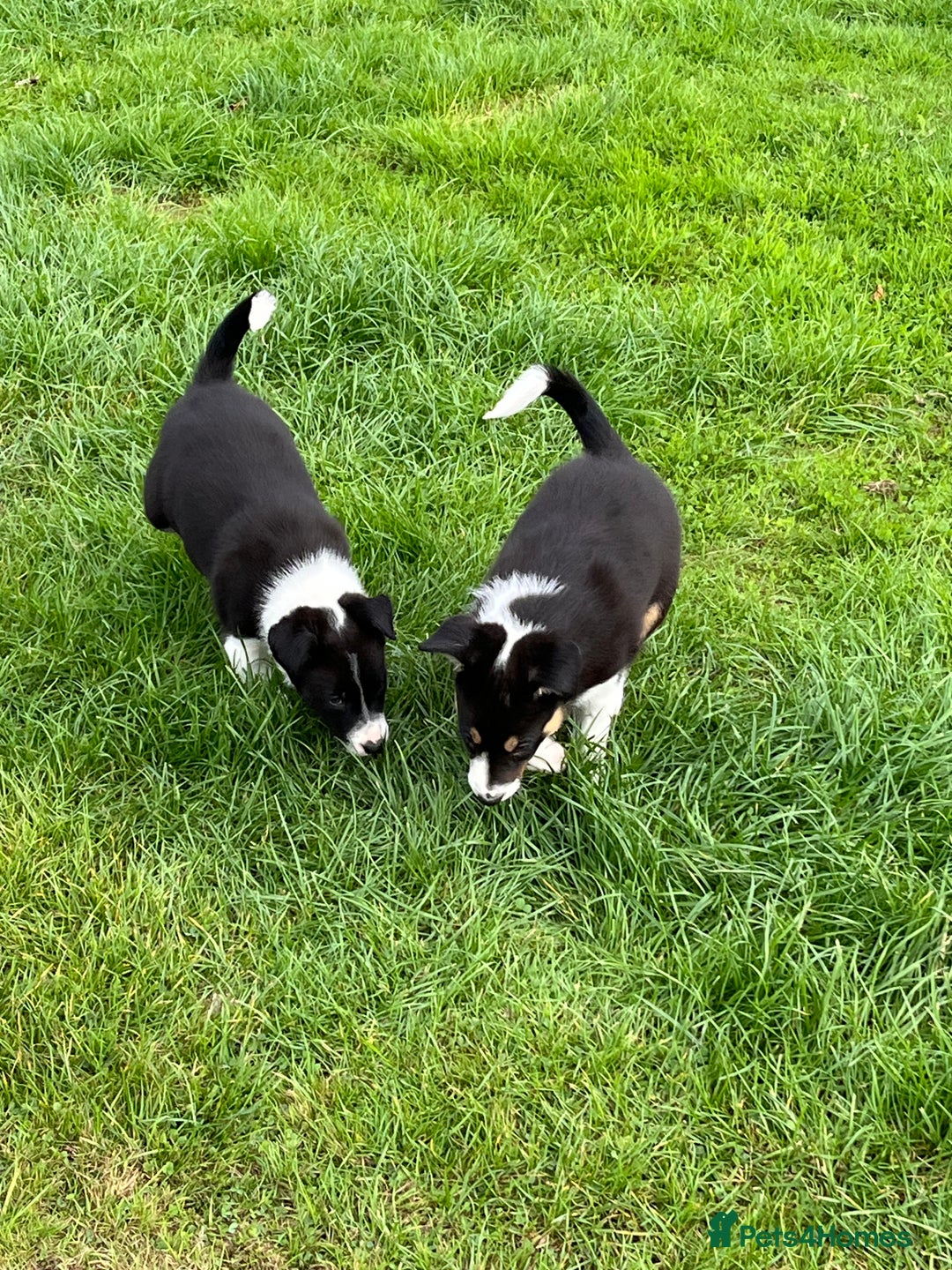 Border Collie dogs for sale: Beautiful Border collie pups - Image 11