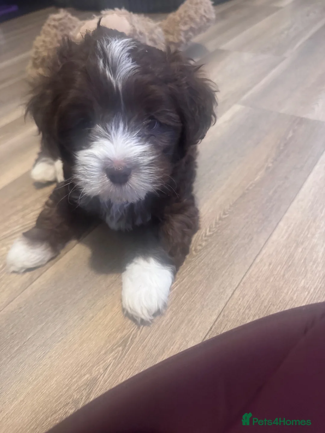 Maltipoo dogs for sale: Beautiful Maltipoo Puppy  in Mansfield - Advert 2
