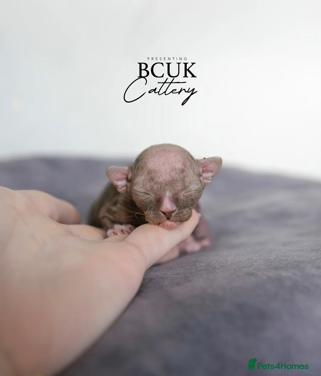 Sphynx cats for sale: Champion chocolate male Sphynx kitten  - Advert 2