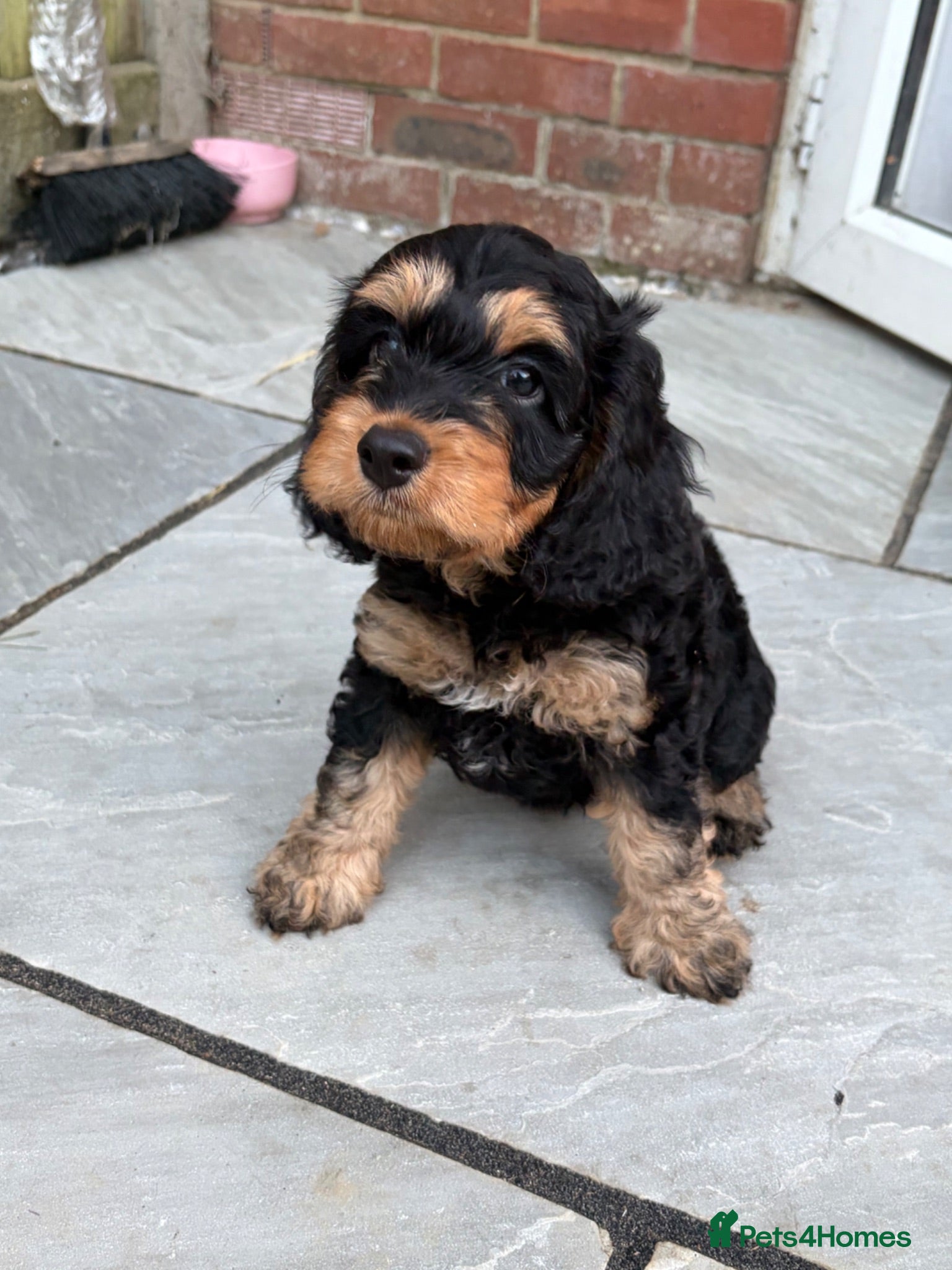 Cockapoo dogs Stunning Cockapoo Girl for Sale - Advert 2