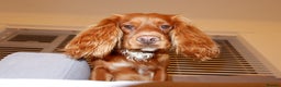 Cocker Spaniel dogs for stud: Gorgeous Red Cocker Spaniel Stud in Saint Austell - Advert 9
