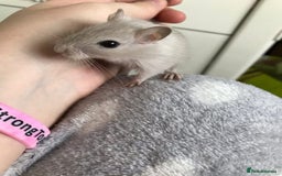 Gerbil rodents for sale: Friendly baby gerbils for sale (mix of colours) - Advert 3