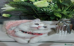 Ragdoll cats for sale: 🔥PRESTIGIOUS BEAST SIZE EU FEMALE🔥  - Advert 14