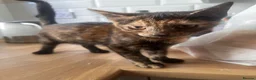 American Shorthair cats for sale: Kittens for sale  in Malpas - Advert 18