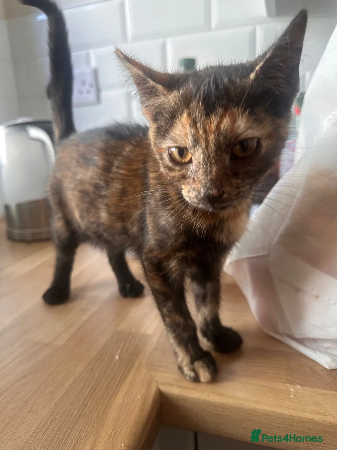American Shorthair cats for sale: Kittens for sale  in Malpas - Advert 18