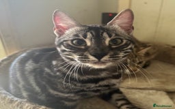 Bengal cats for sale: Intensively socialised bengal kittens - lap cats! in Scunthorpe - Image 25