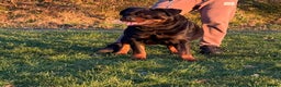 Rottweiler dogs for sale: Top Quality KC Reg Rottweiler Puppies for sale - Advert 18