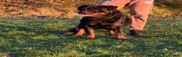 Rottweiler dogs for sale: Top Quality KC Reg Rottweiler Puppies for sale - Advert 15