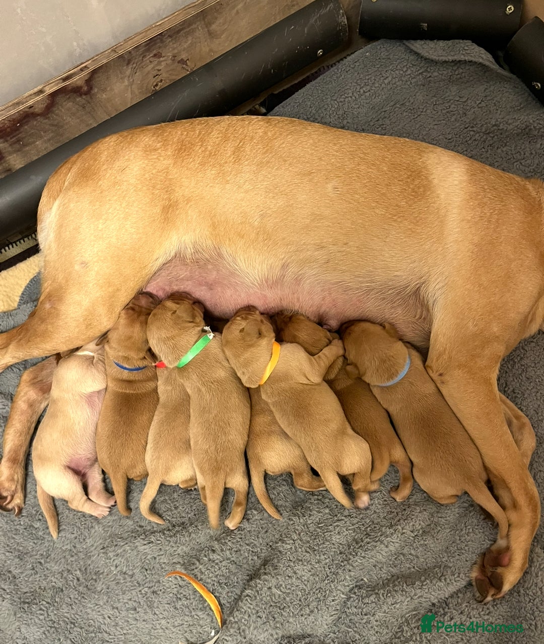 Labrador Retriever dogs for sale: KC Registered Fox Red and Yellow Labrador Puppies  - Advert 8