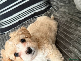 Morkie dogs Morkie puppies - Advert 1