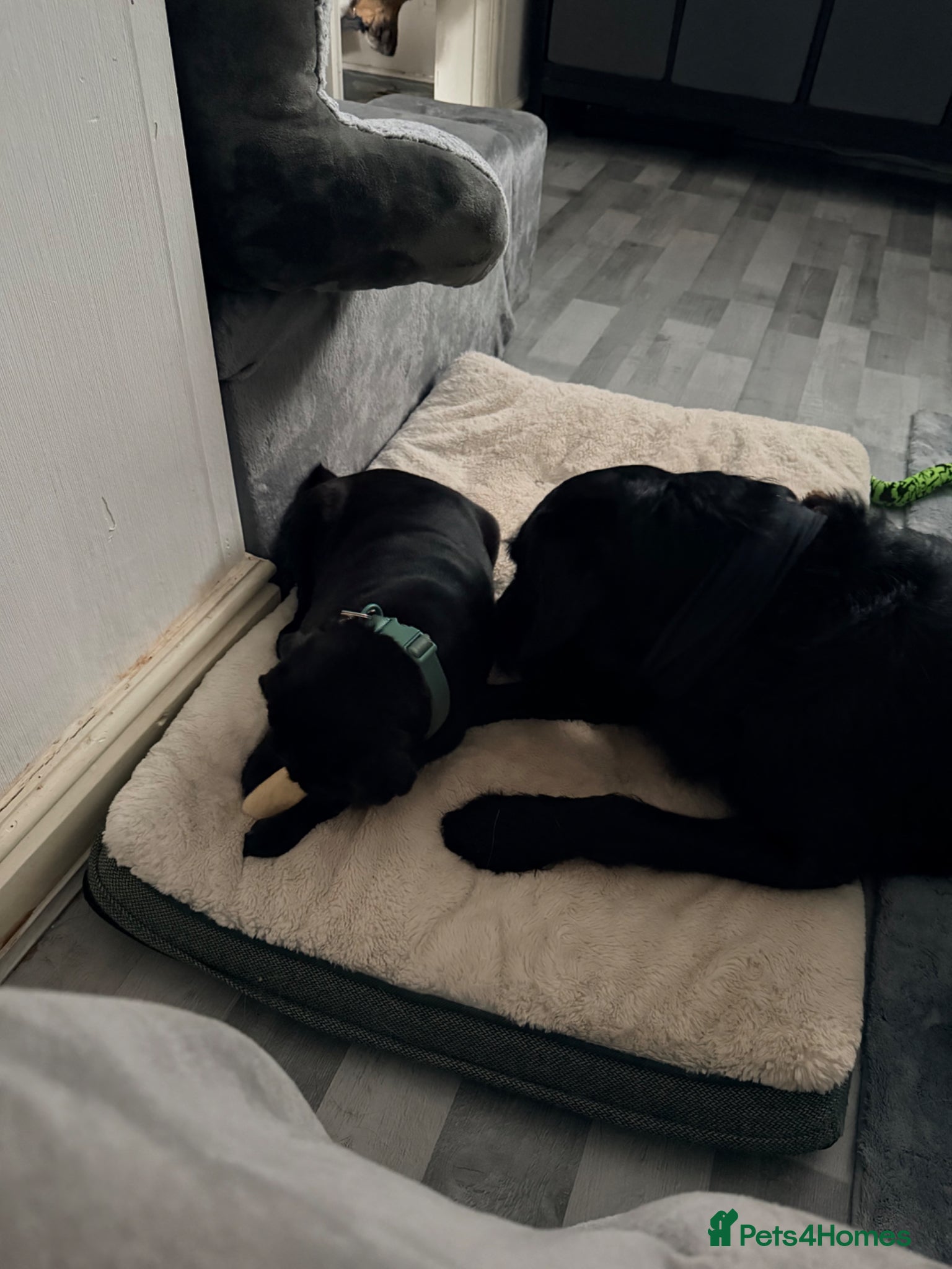 Pug dogs 11 months old female pug - Advert 2