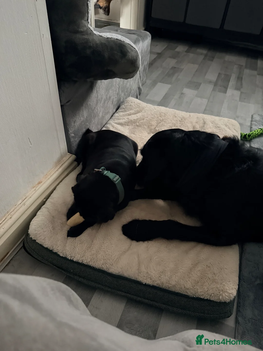 Pug dogs for sale: 11 months old female pug - Advert 1