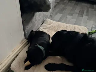 Pug dogs 11 months old female pug - Advert 2