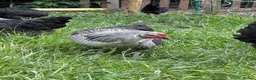 Chickens poultry for sale: Point of lay hens  silver sussex - Advert 15