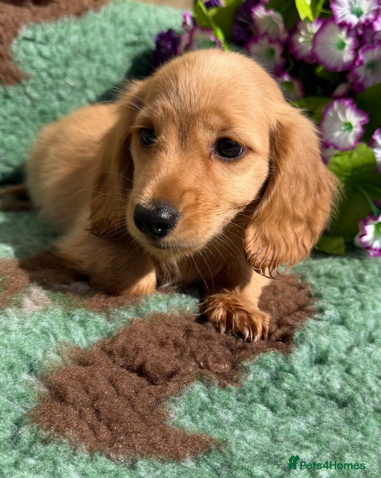Miniature Dachshund dogs 🧡💛Stunning Longhaired Dachshund Puppies💛🧡 - Advert 18